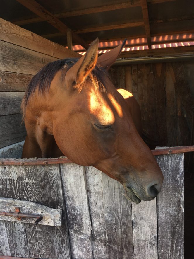 A horse at the stable in Zadar, Croatia. Ready for swimming with horses.