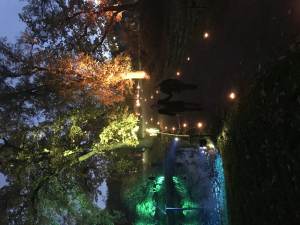 a forest lighted with different colored lights