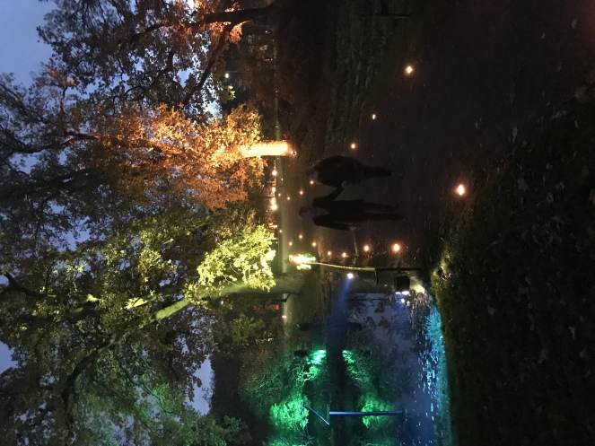 a forest lighted with different colored lights